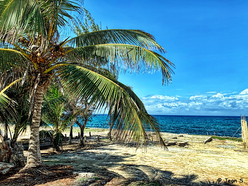 tree palmtree sky clouds sea beach blue white green sand landscape