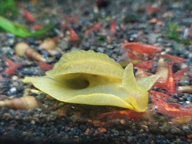 Philippine reflected-mantle pond snail (Bullastra cumingiana) - right