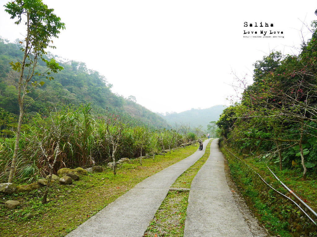 雲林古坑一日遊景點推薦華山登山步道好玩踏青爬山 (1)