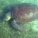 Flickr photo 'Green Turtle (Chelonia mydas) female grazing on seagrass ...' by: Bernard DUPONT.
