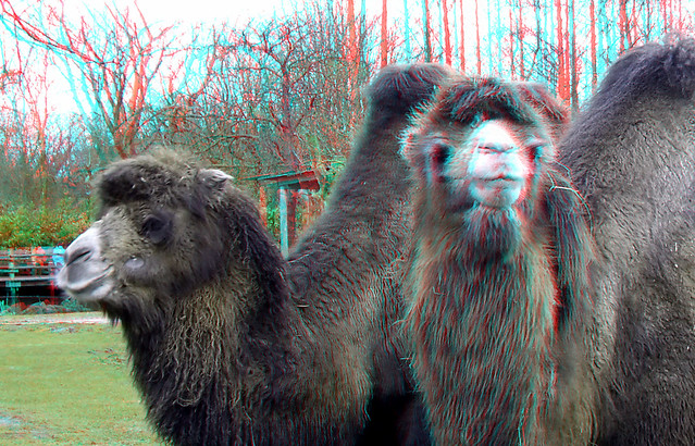 Camels Blijdorp Zoo Rotterdam 3D