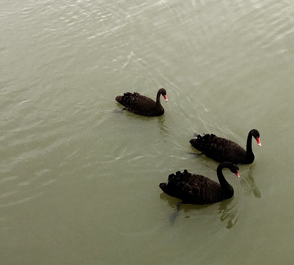 57/366 I was very fortunate to see three black swans swimming together on the Murray River today .   These are very important totems to the Ngarrindjeri.