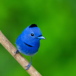黑枕藍鶲(公鳥)