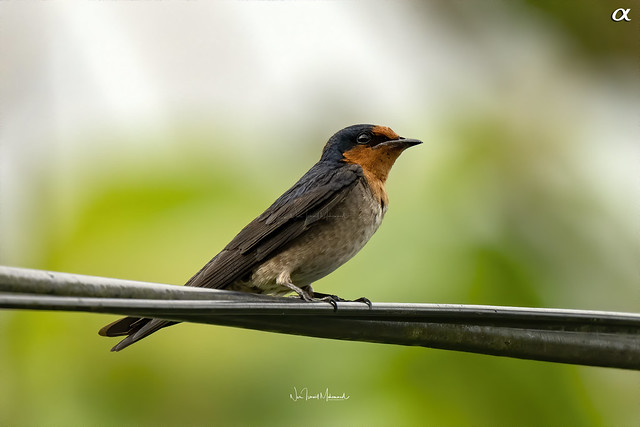 Pacific swallow