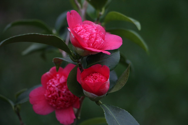 Kamelie / Camellia 'Bokuhan-Nishiki'