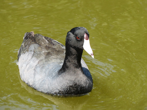 usa america us unitedstates day10 southtexas nature wildlife avian southpadreisland birdingandnaturecentre bird ornithology coot americancoot fulicaamericana water swimming adult wetland frontsideview canon outdoor sx60 canonsx60 28march2019 powershot annkelliott ©allrightsreserved anneelliott ©anneelliott2019