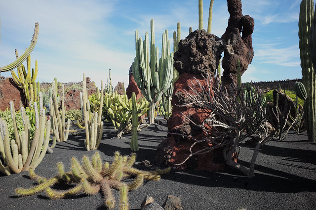 Jardin de cactus, Lanzarote, Islas_Canarias, Spain, January_2020_024