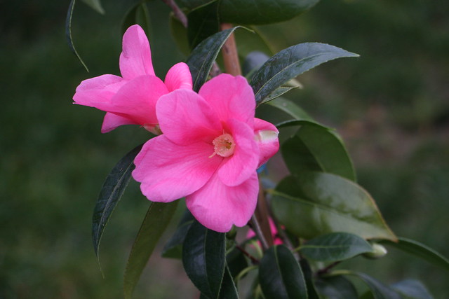 Kamelie / Camellia 'Tarokaja'