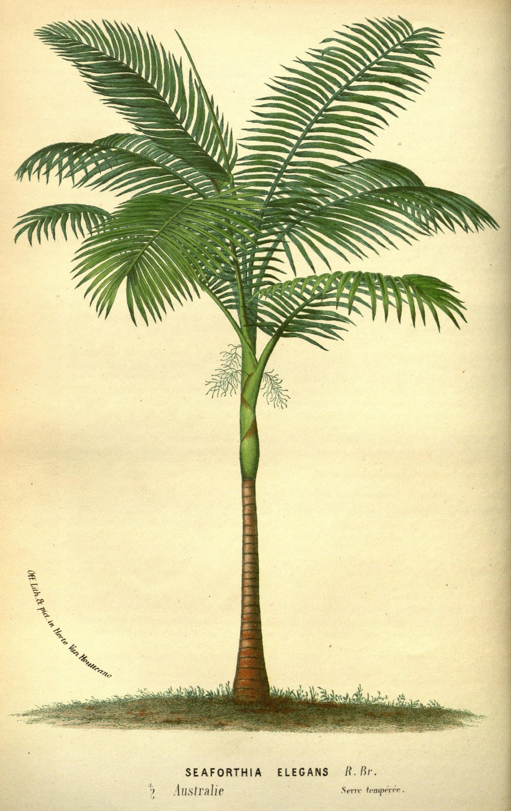 Emilda Tree Trees | Flickr