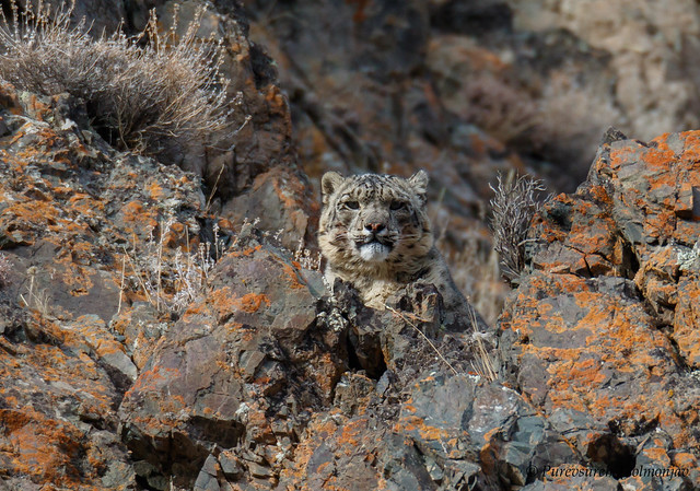 Snow Leopard | Panthera uncia