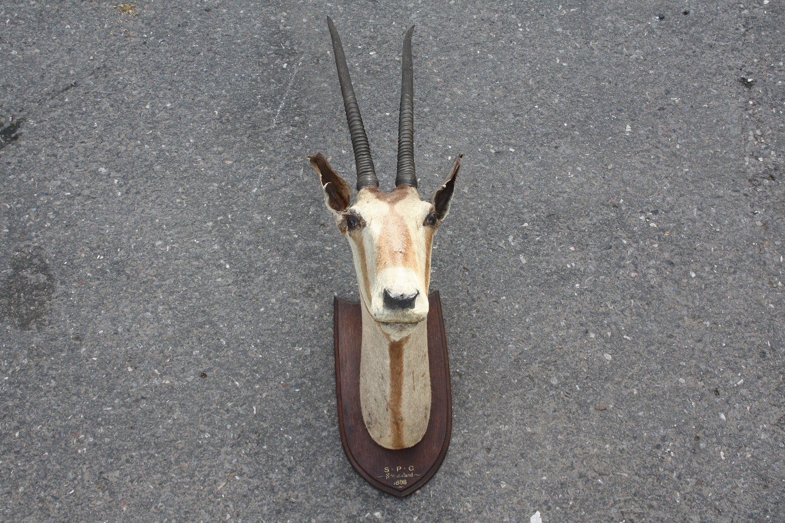 Gazelle head 100/120