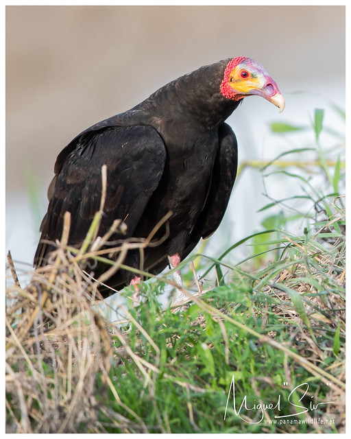 Lesser Yellow-headed Vulture / Gallinazo Cabeciamarillo Menor