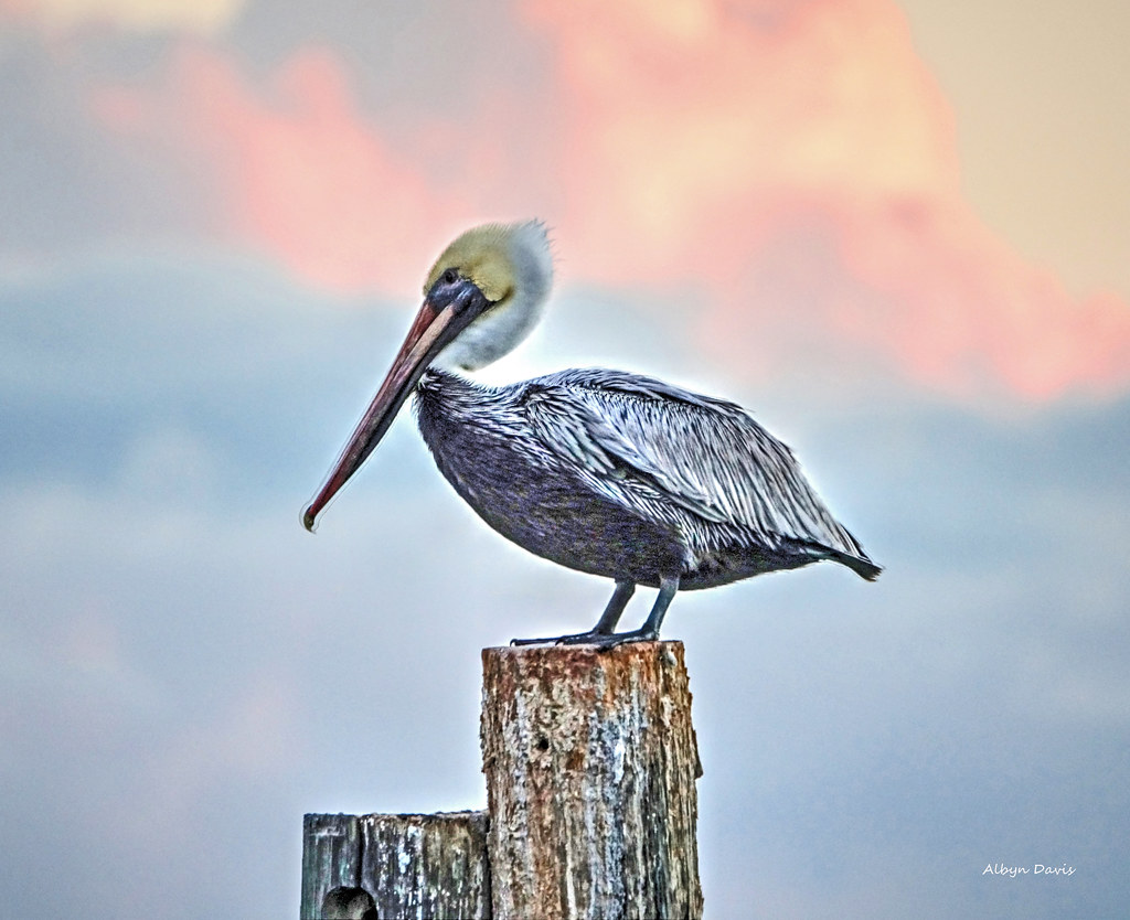 baby pelican