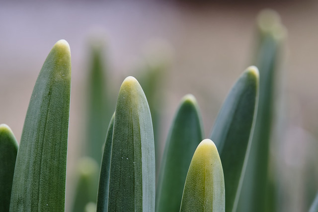 Daffodils Are On The Way
