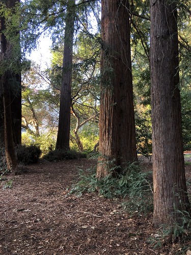Heyns Grove of Redwoods