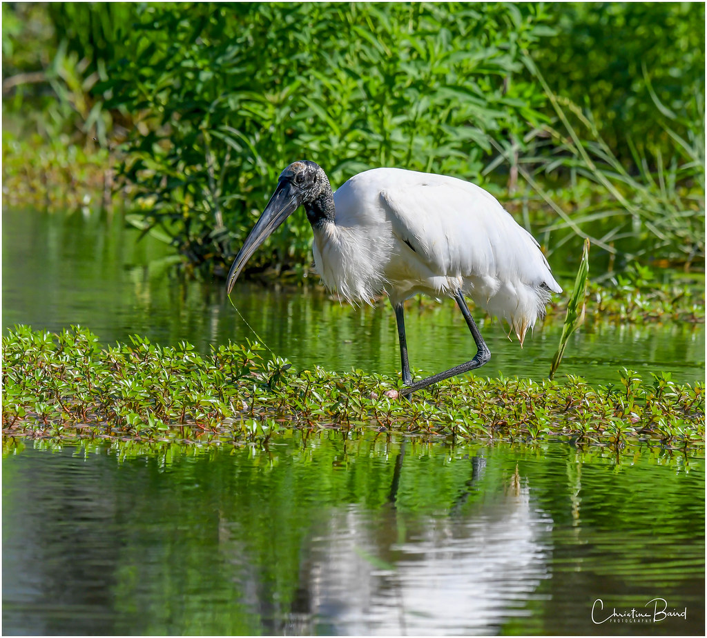 Stork Rica Wood Stork | Costa Rica | Christine Baird | Flickr
