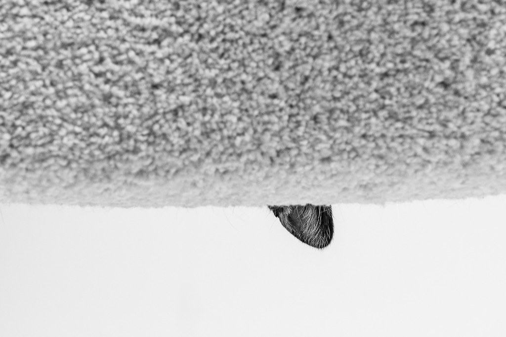 A view from below of the ear of our cat Boo sticking out over the edge of the top of the cat tree as he sleeps in our house in Scottsdale, Arizona in February 2020