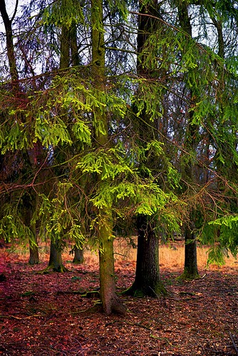outdoor leaves trees woodland wood forest landscape nature painting digitalpainting digitalart
