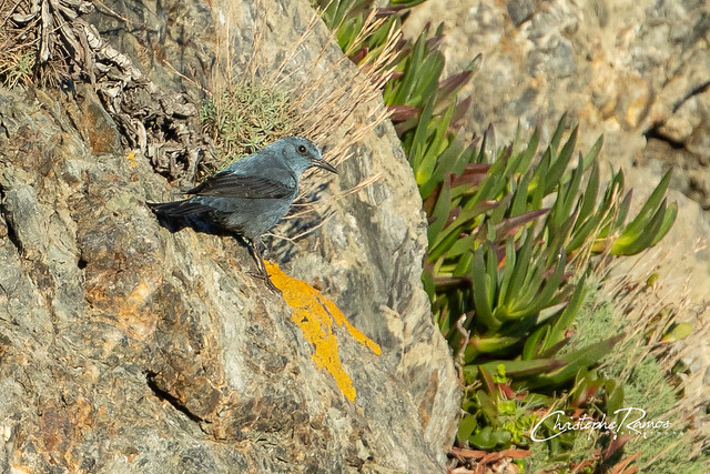 Monticole bleu - Monticola solitarius (Cap béar, Pyrenées Orientales 66) 22 février 2020