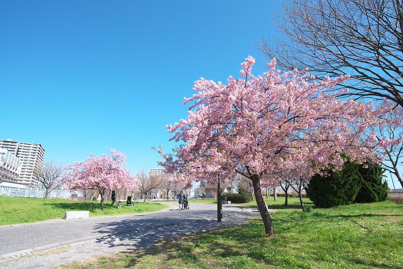 南千住 汐入公園の桜