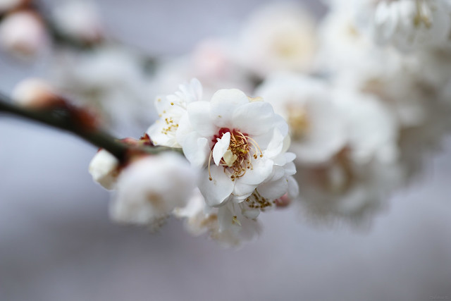 white plums blossoms