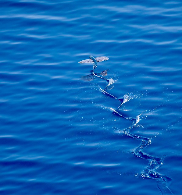 Flying Fish, This image was taken in the Indian Ocean, off …