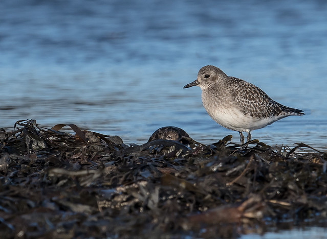 Grey Plover and a bit of Turnstone