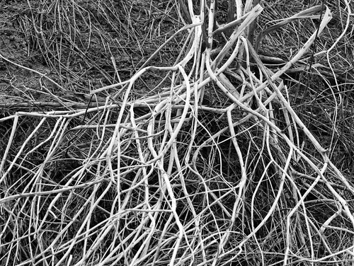 faded braches | by sandro349