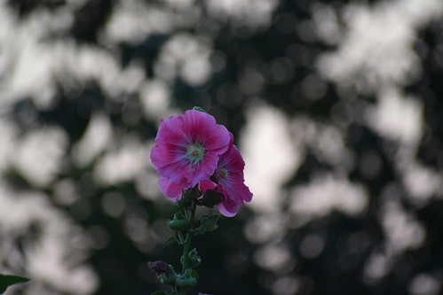 bokeh hollyhock pinkflowers nikond5300