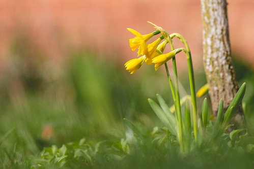 Little Daffodils | Dwarf daffodils coming into flower in the… | Flickr