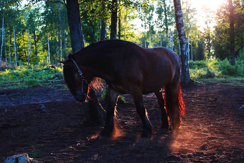 Golden Hour by Matilda Christiansson, North Swedish horse Mattsson enjoys a warm summer golden hour in the seaside pasture. Photo taken on