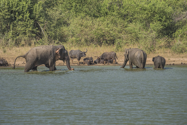 Sri Lankan Elephants and Buffalo