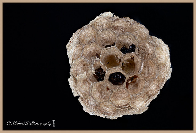 Bee or wasp nest.