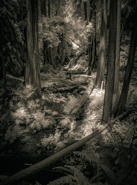 Forest Glade - Toned IR