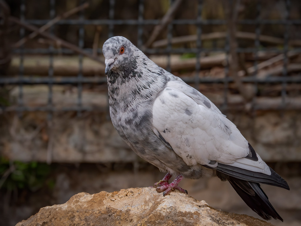 Le pigeon curieux... + ajouts 49597415771_f506e626eb_b