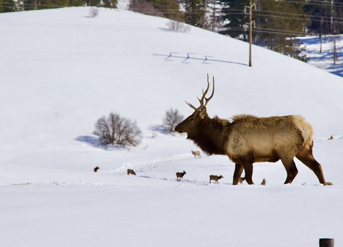 winter outdoor landscape snow cold beautiful idaho elk animals wildlife