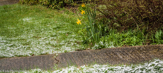 Neve A Stanmore - Daffodils