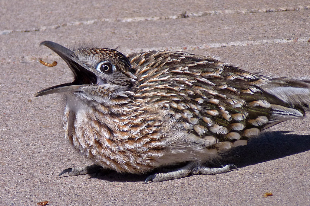 Swallowing.  Greater Roadrunner (Geococcyx californianus).  Albuquerque, New Mexico, USA.