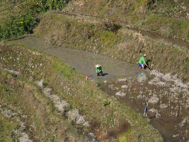 Filipino Farmers Working in Flooded Rice Field Maligcong Favarey Mountain Province Cordilleras  Philippines Southeast-Asia © Bauern in geflutetem Reisfeld ©