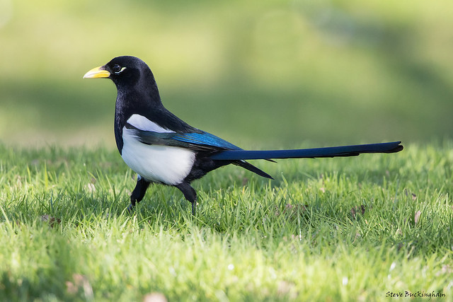 Yellow-billed Magpie - this species can only be found in the Central Valley of California