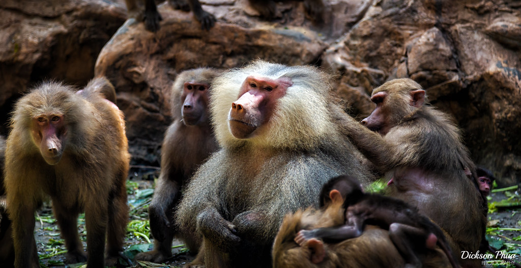The Baboon and his followers