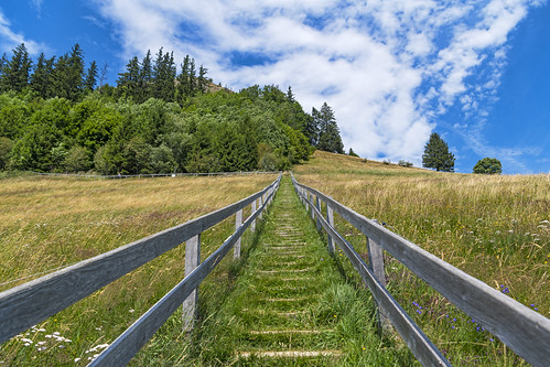clouds d850 flowers forest freiburg grass handrail hill landscape nikon scenery sky stairs steps summer switzerland trees view way wood