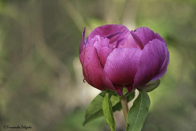 Rosa albardeira (Paeonia broteri) | albardera | matagallinas