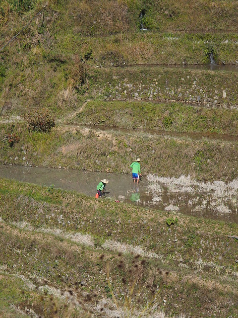 Filipino Farmers Working in Flooded Rice Field Maligcong Favarey Mountain Province Cordilleras  Philippines Southeast-Asia © Bauern in geflutetem Reisfeld ©