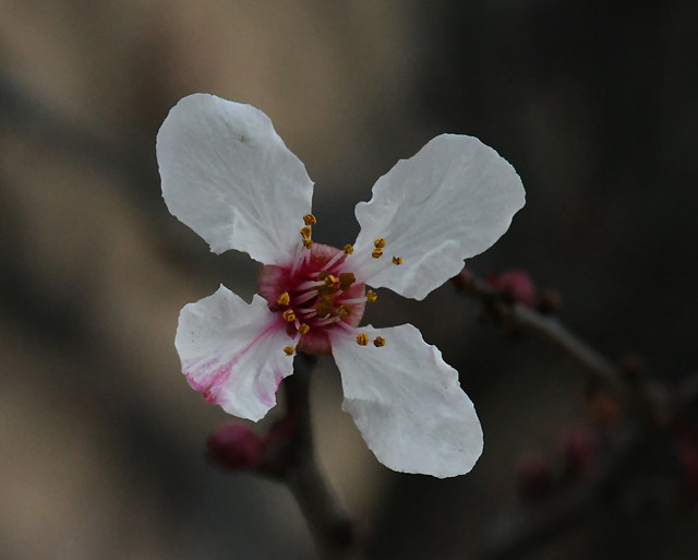 Cherry Plum, Prunus cerasifera