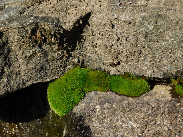 A Cracked Stone Gathers Moss