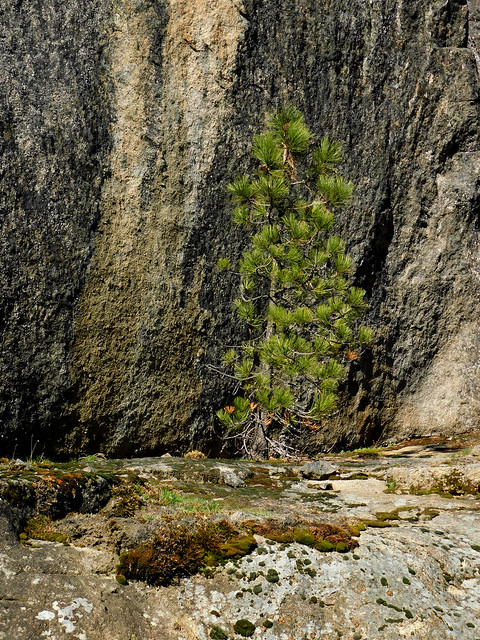 Pine in a Crevice