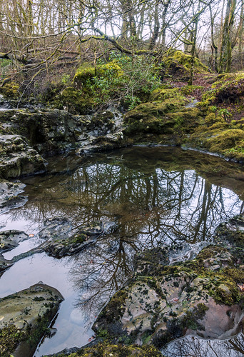 flowersplants green landscape lochwinnoch moss renfrewshire rivercalder scotland trees uk winter freshwater reflections rockpool unitedkingdom water
