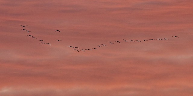 Geese flying during sunrise
