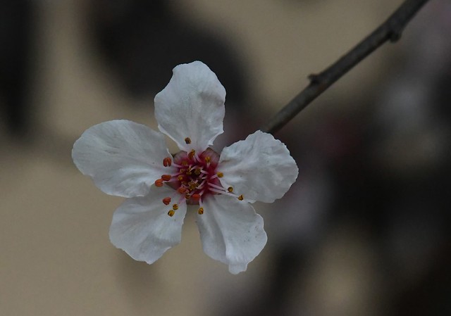 Cherry Plum, Prunus cerasifera
